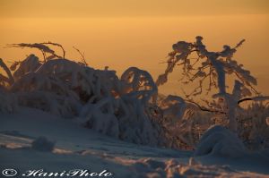 DSC_1765Copyright_resize.jpg