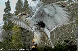 DSC_4015Copyright_resize.jpg